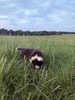 Max, a male Border Collie for sale in Laneville, TX – 3 of 3