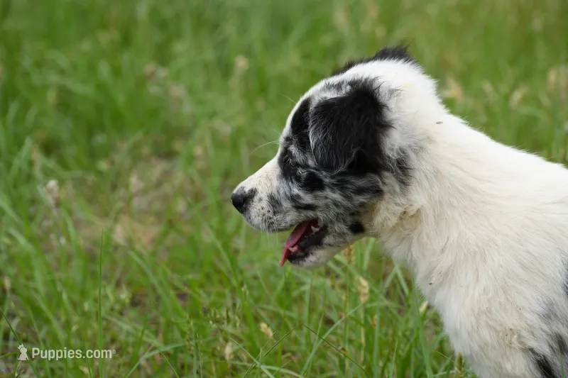 Navy – Border Collie puppy for sale in Laneville, TX