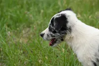 Navy, a male Border Collie for sale in Laneville, TX – 1 of 3
