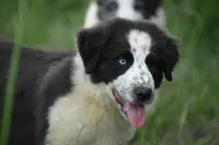 Max, a male Border Collie for sale in Laneville, TX – 2 of 4