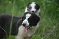 Max, a male Border Collie for sale in Laneville, TX – 3 of 4