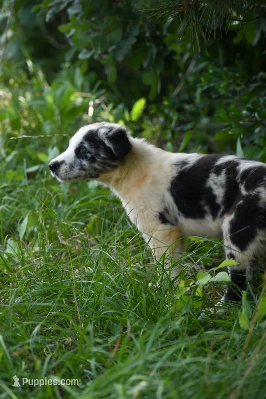 Navy – Border Collie puppy for sale in Laneville, TX