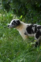 Navy, a male Border Collie for sale in Laneville, TX – 1 of 5