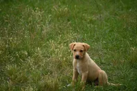 Axel, a male Labrador Retriever for sale in Laneville, TX – 5 of 5
