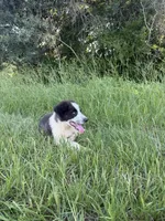Max, a male Border Collie for sale in Laneville, TX – 4 of 4