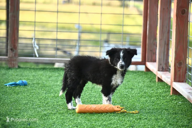 Zoe – Border Collie puppy for sale in Laneville, TX