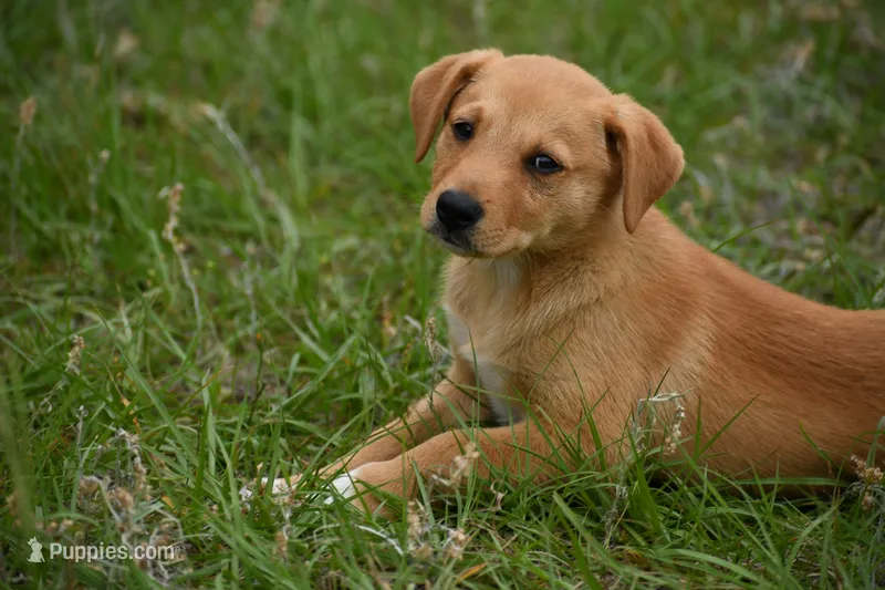 Arlo – Labrador Retriever puppy for sale in Laneville, TX