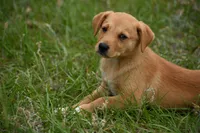 Arlo, a male Labrador Retriever for sale in Laneville, TX – 1 of 3