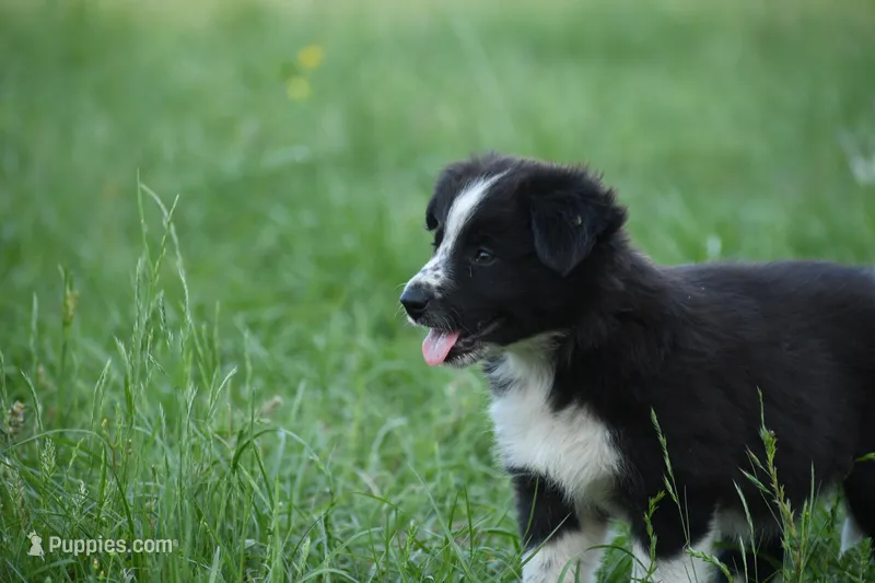 Zoe – Border Collie puppy for sale in Laneville, TX