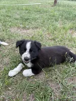 Zoe, a female Border Collie for sale in Laneville, TX – Photo 1 of 3