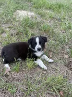 Zoe, a female Border Collie for sale in Laneville, TX – Photo 2 of 3