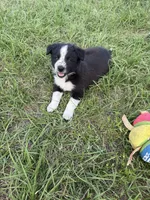 Zoe, a female Border Collie for sale in Laneville, TX – Photo 3 of 3