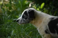 Navy, a male Border Collie for sale in Laneville, TX – 5 of 5