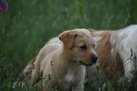 Axel, a male Labrador Retriever for sale in Laneville, TX – 2 of 5