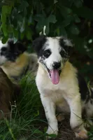 Navy, a male Border Collie for sale in Laneville, TX – 2 of 5