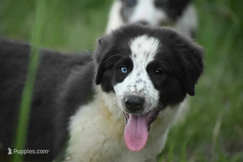 Max – Border Collie puppy for sale in Laneville, TX