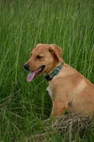 Arlo, a male Labrador Retriever for sale in Laneville, TX – 3 of 3
