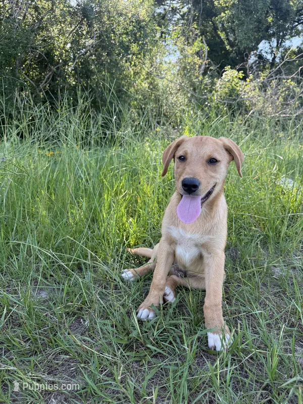 Arlo – Labrador Retriever puppy for sale in Laneville, TX