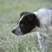 Bear, a male Border Collie for sale in Laneville, TX – Photo 2 of 3
