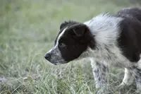 Bear, a male Border Collie for sale in Laneville, TX – Photo 2 of 3