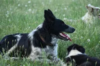 Bear, a male Border Collie for sale in Laneville, TX – 4 of 5