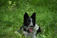 Bear, a male Border Collie for sale in Laneville, TX – 1 of 5