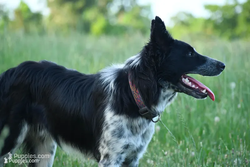 Bear – Border Collie puppy for sale in Laneville, TX