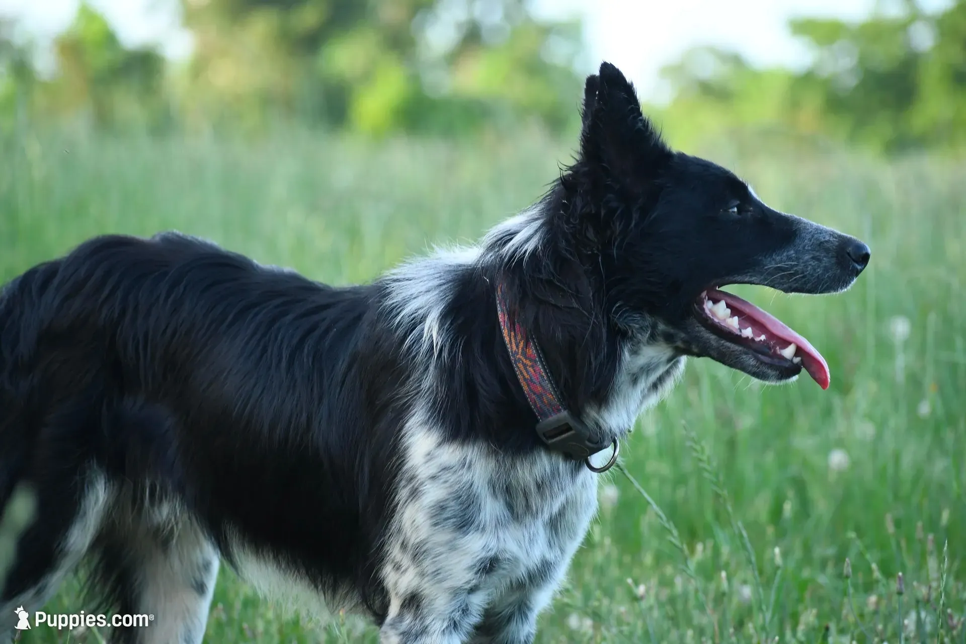Bear, a male Border Collie for sale in Laneville, TX – 1 of 8