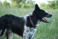 Bear, a male Border Collie for sale in Laneville, TX – 2 of 5