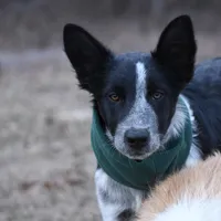 Bear, a male Border Collie for sale in Laneville, TX – Photo 3 of 3