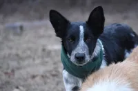 Bear, a male Border Collie for sale in Laneville, TX – Photo 3 of 3