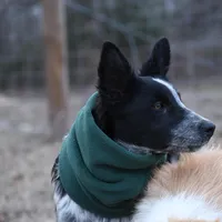 Bear, a male Border Collie for sale in Laneville, TX – Photo 1 of 3