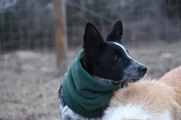 Bear, a male Border Collie for sale in Laneville, TX – Photo 1 of 3