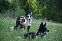 Bear, a male Border Collie for sale in Laneville, TX – 5 of 5