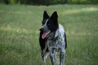 Bear, a male Border Collie for sale in Laneville, TX – 3 of 5