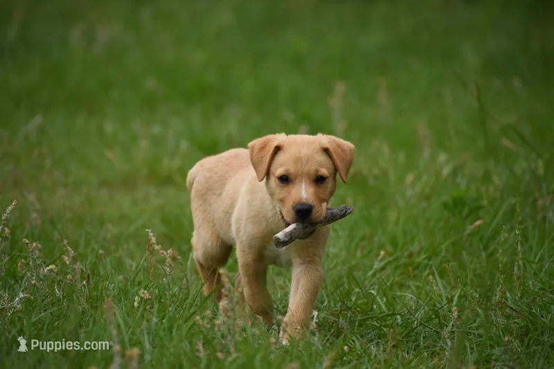 Axel – Labrador Retriever puppy for sale in Laneville, TX