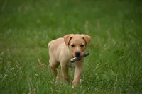 Axel, a male Labrador Retriever for sale in Laneville, TX – 3 of 5