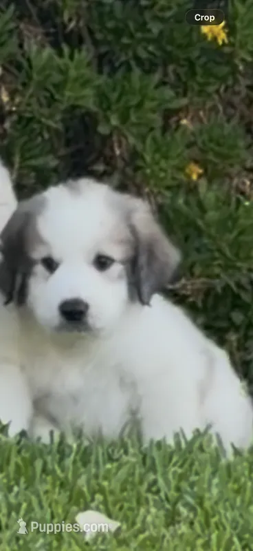 Sunny – Great Pyrenees puppy for sale in Rialto, CA