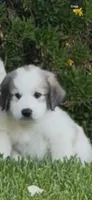 Sunny, a female Great Pyrenees for sale in Rialto, CA – 1 of 1