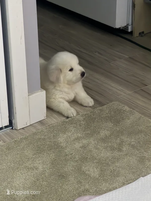 Snow – Great Pyrenees puppy for sale in Rialto, CA
