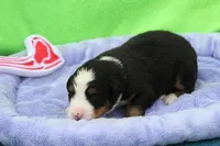 Buttercup AKC, a female Bernese Mountain Dog for sale in Winona, MN – 3 of 5