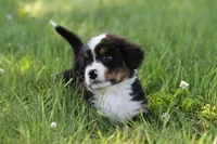 Spud AKC, a male Bernese Mountain Dog for sale in Winona, MN – 2 of 6