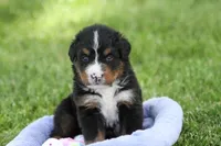 Winky AKC, a female Bernese Mountain Dog for sale in Winona, MN – 3 of 6