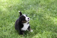 Mitzi AKC, a female Bernese Mountain Dog for sale in Winona, MN – 2 of 5