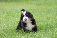 Noodles AKC, a female Bernese Mountain Dog for sale in Winona, MN – 4 of 8