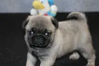 Hank AKC, a male Pug for sale in Winona, MN – Photo 5 of 5