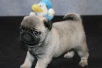 Hank AKC, a male Pug for sale in Winona, MN – Photo 4 of 5