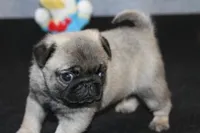 Hank AKC, a male Pug for sale in Winona, MN – Photo 2 of 5