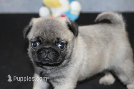 Hank AKC – Pug puppy for sale in Winona, MN