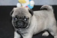 Hank AKC, a male Pug for sale in Winona, MN – Photo 1 of 5